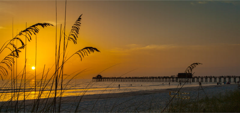 Sea Turtles St. Bart's